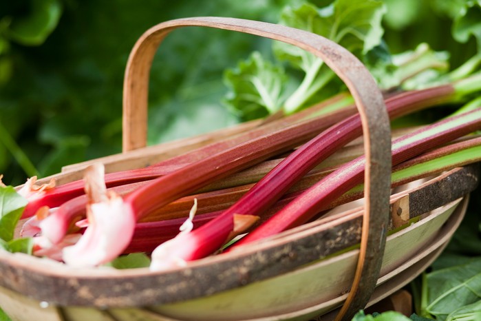 Rhubarb Rhubarb