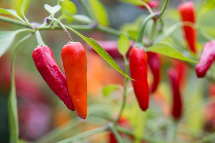 Red 'Apache' chillies