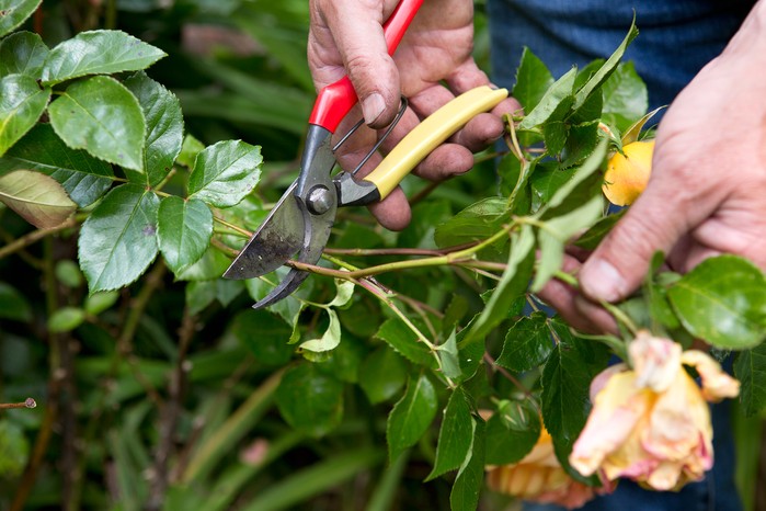Deadheading roses Deadheading roses