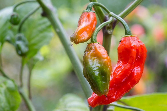 Chilli 'Bhut Jolokia'