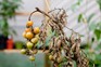 A blighted tomato plant with rotting fruit and withered leaves A blighted tomato plant with rotting fruit and withered leaves