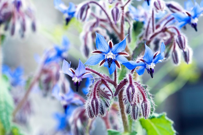 Borage Borage