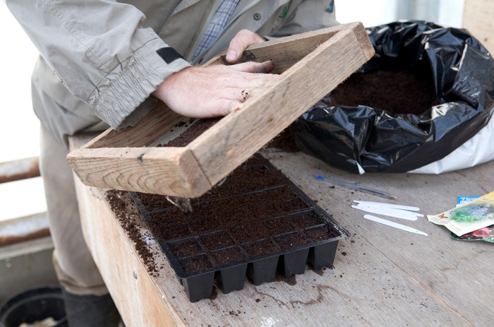Sieving compost over the seeds. Sarah Cuttle