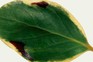 A leaf with patches of fungal black spot A leaf with patches of fungal black spot