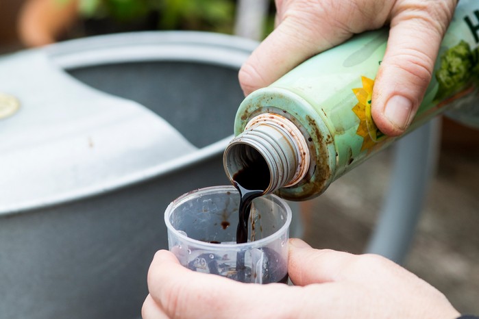 How to grow chillies - feeding chillies How to grow chillies - feeding chillies