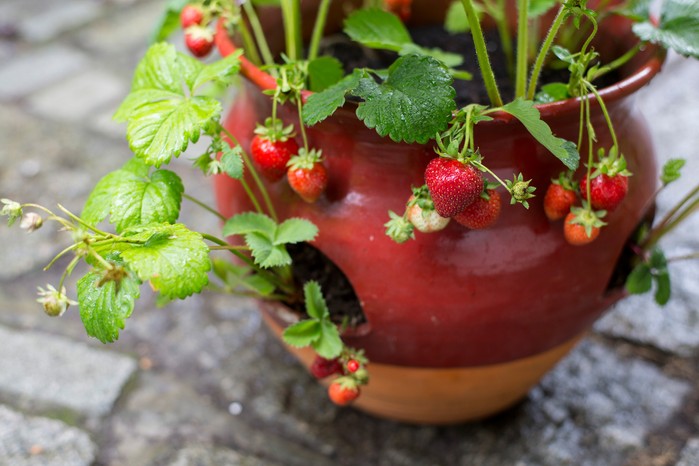 The best containers for strawberries