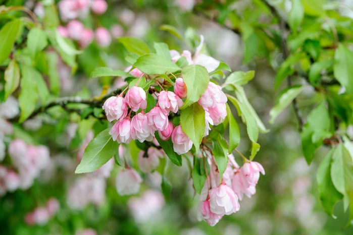 Crab apple blossom Crab apple blossom