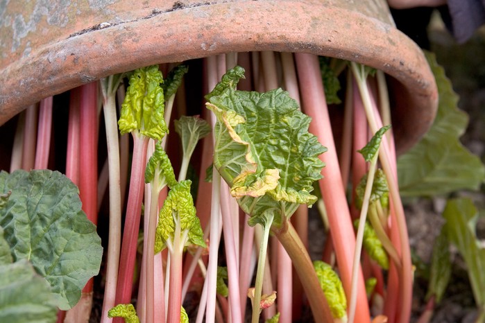 How to grow rhubarb - how to force rhubarb How to grow rhubarb - how to force rhubarb