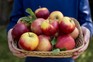 How to grow apples How to grow apples