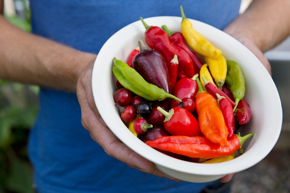 Harvesting chillies. Sarah Cuttle Harvesting chillies. Sarah Cuttle