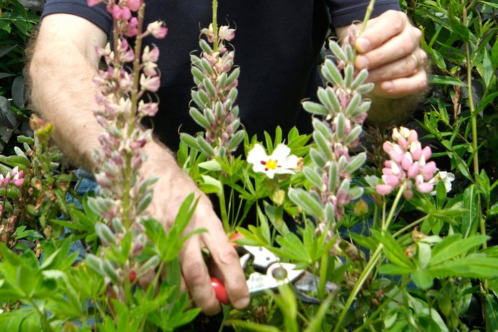 Deadheading lupins Deadheading lupins