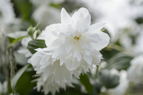 Philadelphus 'Minnesota Snowflake'. Jason Ingram