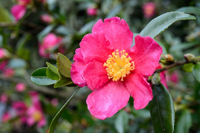 Camellia sasanqua 'Crimson King' Camellia sasanqua 'Crimson King'