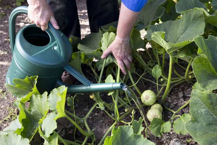 Watering courgette plants Watering courgette plants