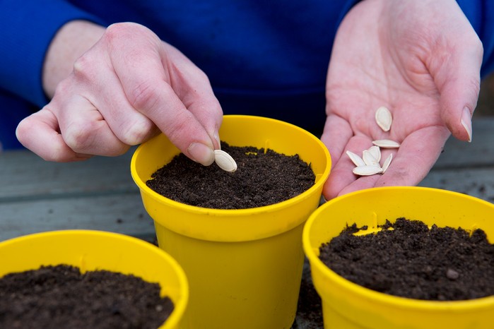 Sowing courgette seeds