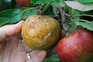 An apple affected by brown rot An apple affected by brown rot