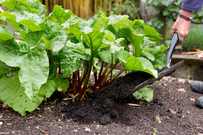 How to grow rhubarb - mulching rhubarb How to grow rhubarb - mulching rhubarb