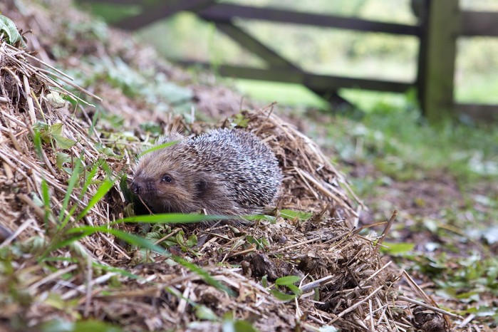 Avoid turning the compost heap to avoid disturbing hibernating hedgehogs. Sarah Cuttle Avoid turning the compost heap to avoid disturbing hibernating hedgehogs. Sarah Cuttle