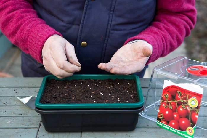 Sowing tomato seeds Sowing tomato seeds