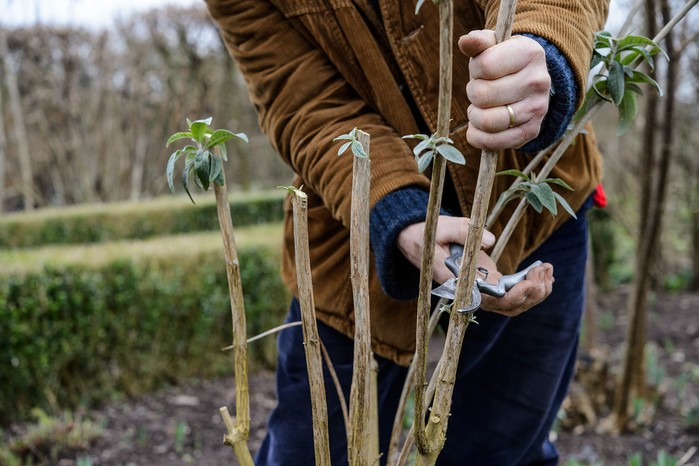 How to prune your plants - pruning straight How to prune your plants - pruning straight