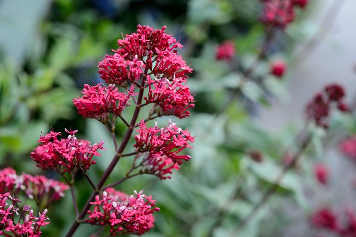 Red valerian (Centranthus ruber) Red valerian (Centranthus ruber)