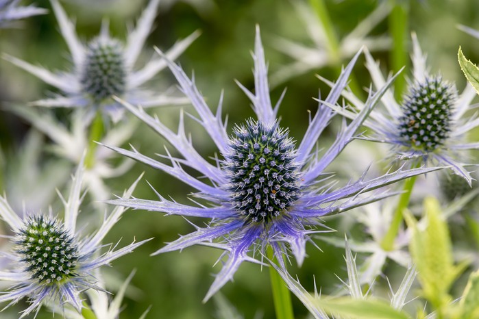 Eryngium x zabelii 'Big Blue' Eryngium x zabelii 'Big Blue'