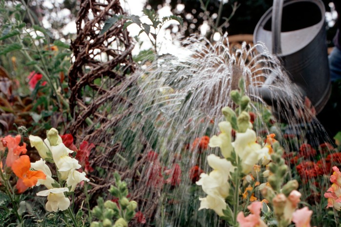 How to water your plants - watering flowering plants How to water your plants - watering flowering plants