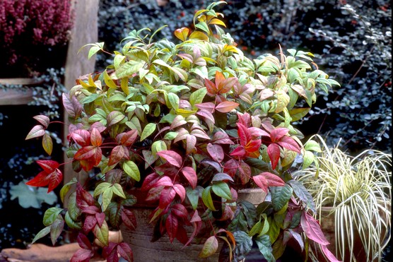 Nandina domestica 'Fire Power' from You Garden
