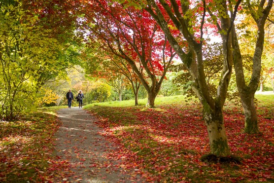 Bodnant Garden / Image: Chris Lacey Bodnant Garden / Image: Chris Lacey