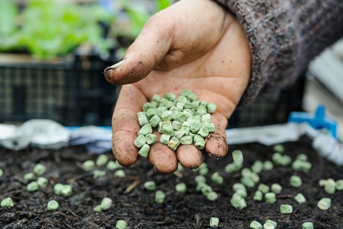 Sowing peas. Jason Ingram Sowing peas. Jason Ingram