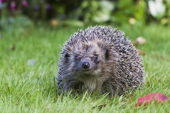 Hedgehog in the garden. Paul Debois