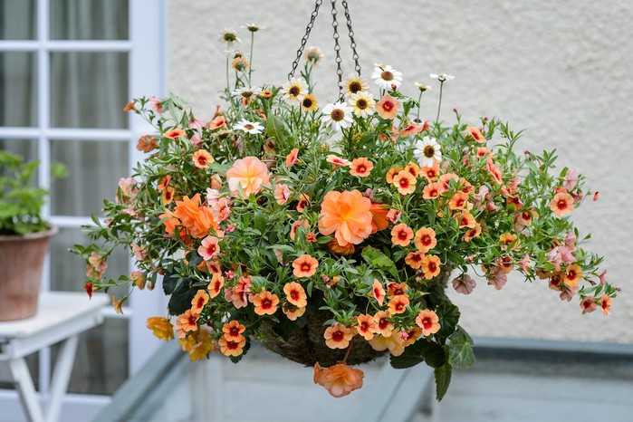 Hanging basket planted with orange flowers for full sun