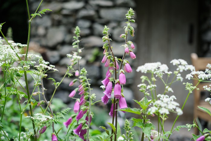 Foxgloves and cow parsley Foxgloves and cow parsley