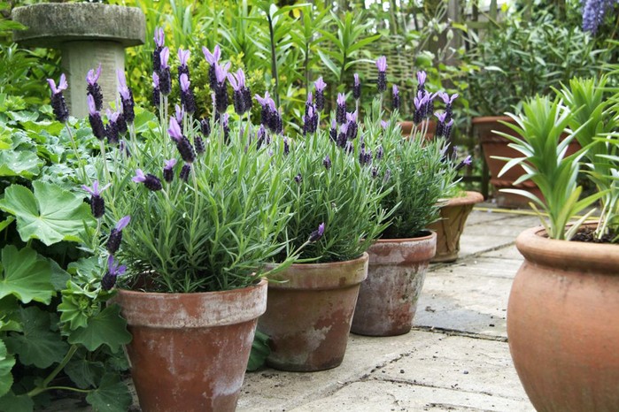 Lavender in terracotta pots Lavender in terracotta pots