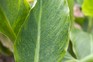 Pale streaks and spots on a canna leaf caused by canna virus Pale streaks and spots on a canna leaf caused by canna virus