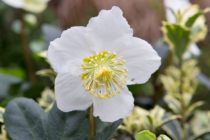 Helleborus niger, Christmas rose