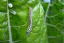 A caterpillar on a leaf that it has eaten holes in. A caterpillar on a leaf that it has eaten holes in.