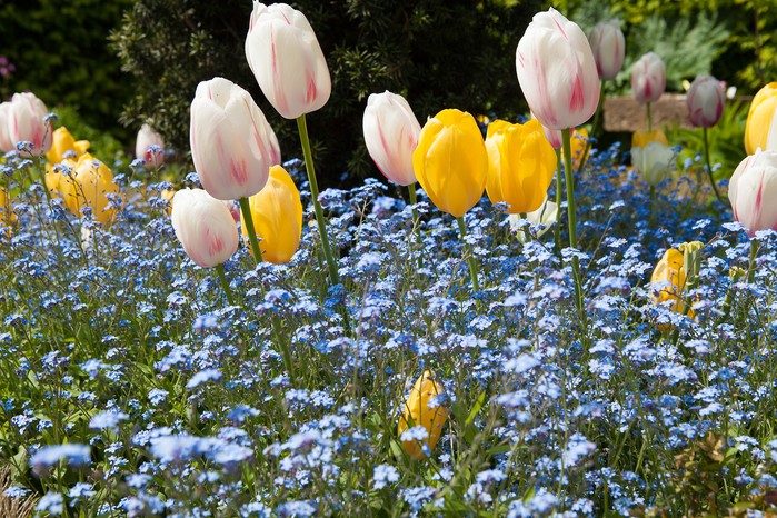 Tulips and forget-me-nots in flower. Marsha Arnold Tulips and forget-me-nots in flower. Marsha Arnold
