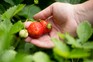 How to grow strawberries – picking a ripe strawberry How to grow strawberries – picking a ripe strawberry
