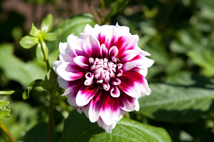 Dahlia 'Rothesay Reveller' Dahlia 'Rothesay Reveller'