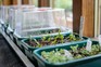 Seeds in propagator