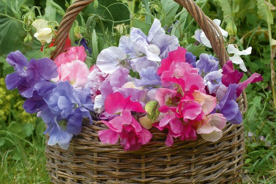 Sweat Pea Mix in a basket
