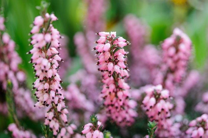 Erica x darleyensis 'Winter Treasure'. Jason Ingram