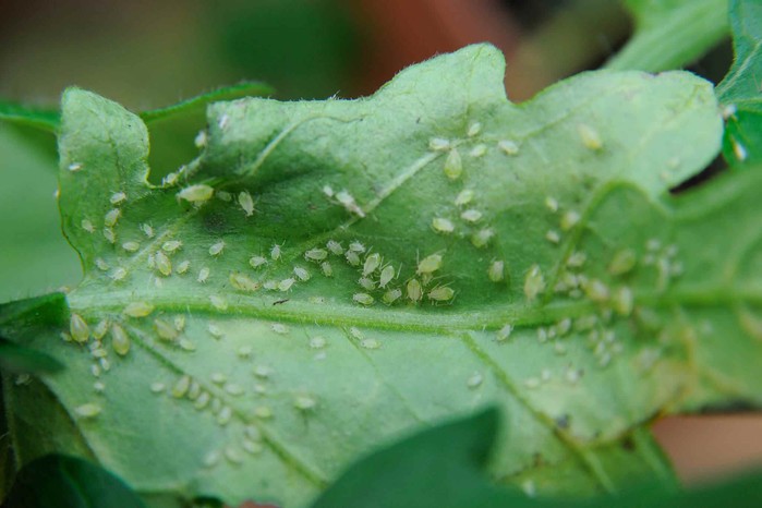 Greenfly on a leaf Greenfly on a leaf