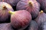 How to grow figs How to grow figs