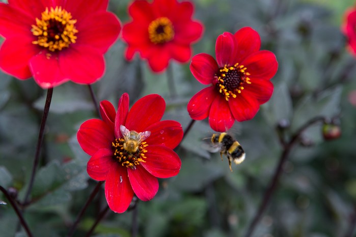 Red single-flowered dahlia