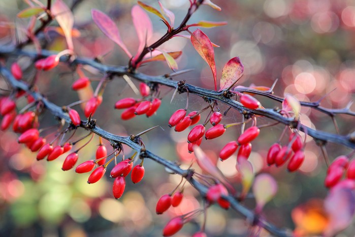 Berberis berries Berberis berries