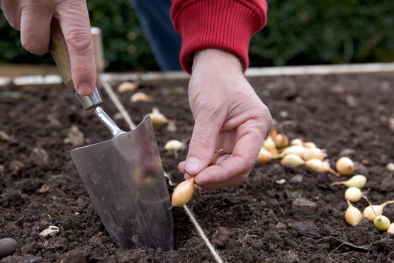 Planting onions in a row. Sarah Cuttle