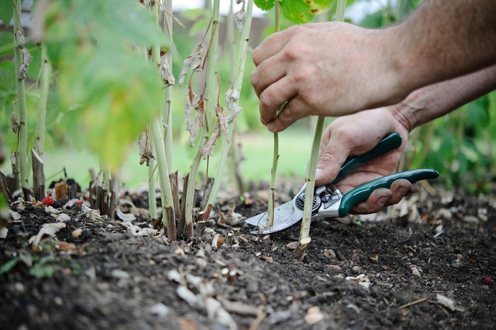 Cutting back flowered raspberry canes Cutting back flowered raspberry canes