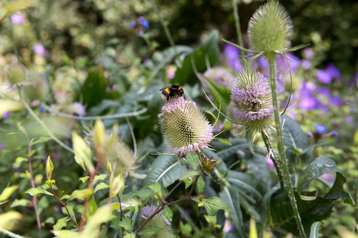 Bumblebee collecting food from teasel